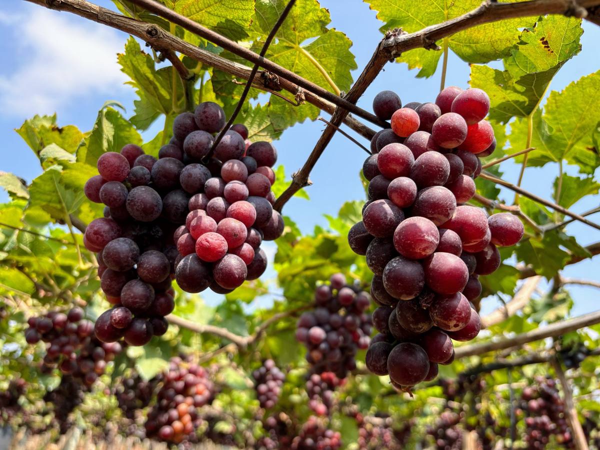 Bunches of red grapes hanging from an overhead vine trellis