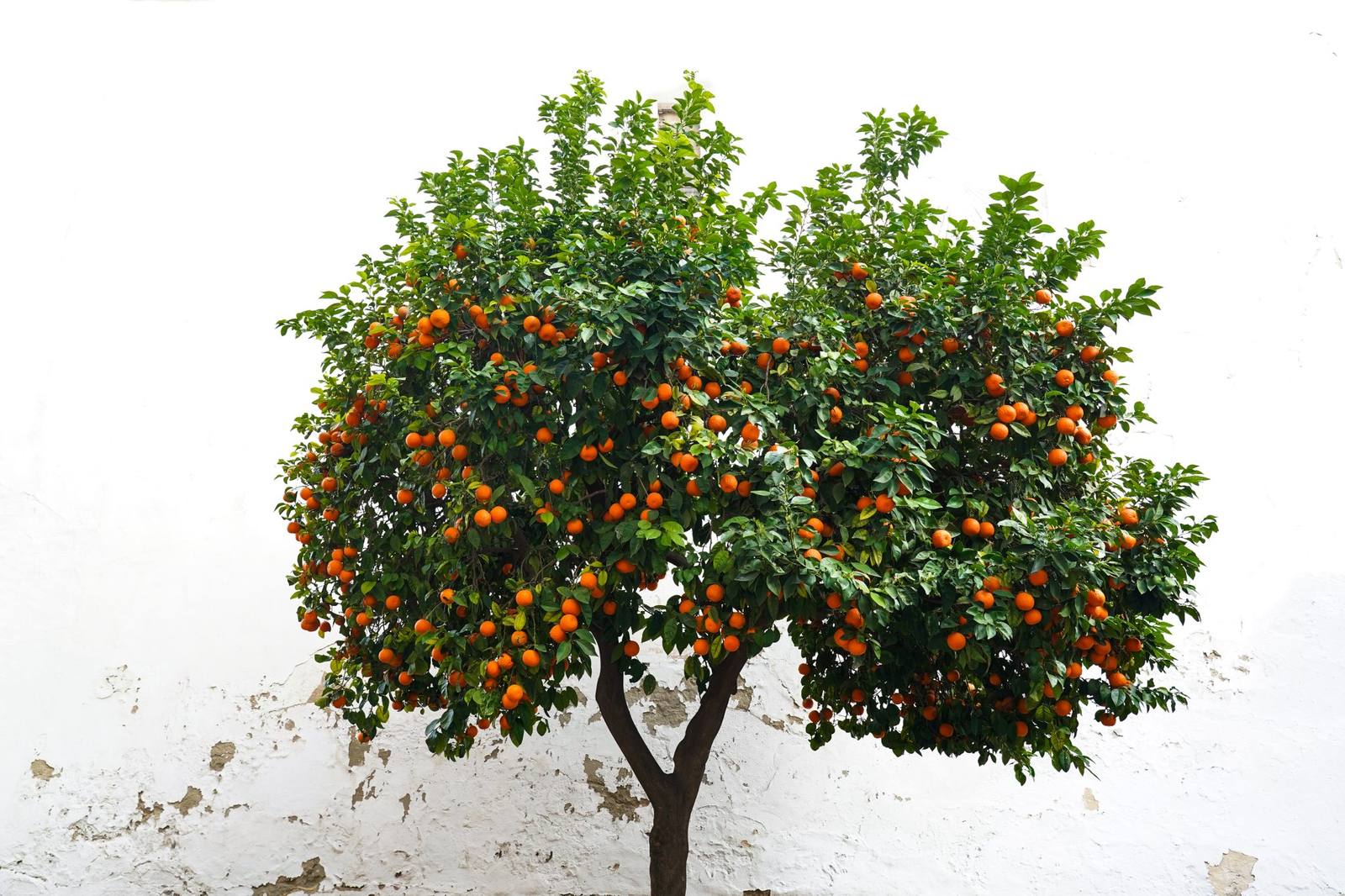 A small orange tree heavy with ripe oranges against a white wall